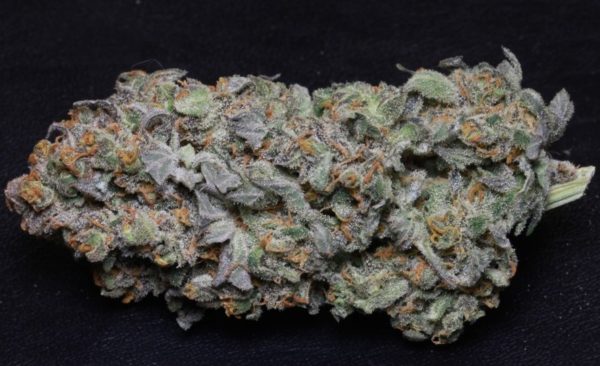 Buy Blueberry ca Online