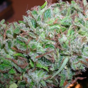 Buy Master Kush Online