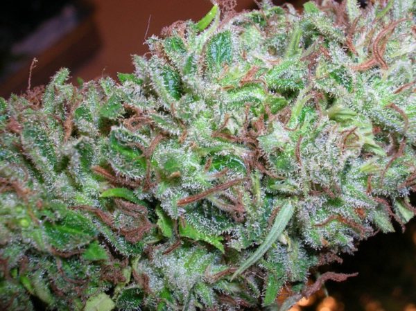 Buy Master Kush Online