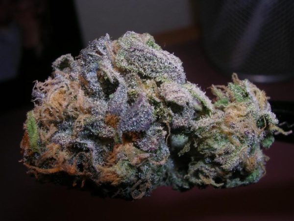 Buy purple haze Online