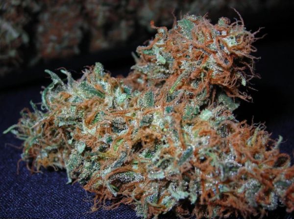 Buy white widow Online